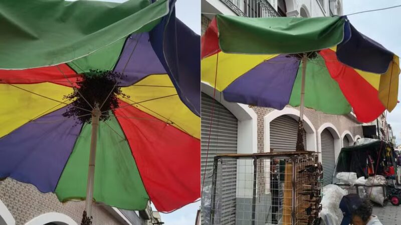 Trecho da Rua Grande é isolado após aparecimento de enxame de abelhas, em São Luís